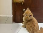 Persian Ginger Cat