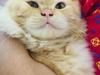 Persian Ginger cat