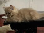Persian Ginger Cat