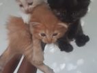 Persian Ginger Cat