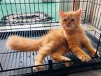 Persian ginger cat