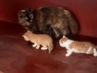 Persian Ginger Cat