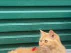 Persian Ginger Cat
