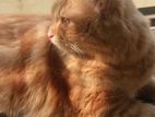 Persian Ginger Cat