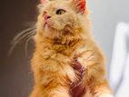 Persian Ginger Cat