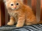 Persian ginger cat