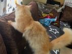 Persian Ginger Colour Cat