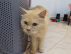 Persian Ginger Female Cat
