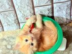 Persian Ginger Female Kitten