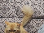 Ginger Male Cat for Kind Home