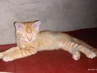 Persian Ginger Kitten