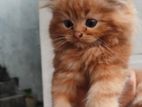Persian Ginger Kittens