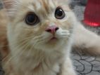 Persian Ginger Cat