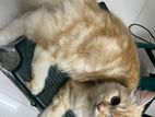 Persian Ginger cat