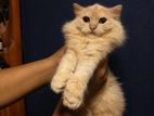 Persian Ginger Fur Ball