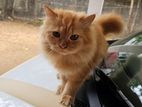 Persian Ginger Kitten