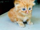 Persian Ginger Kitten
