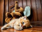 Persian Ginger Kittens