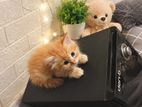 Persian Ginger Kittens