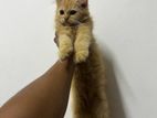 Persian Ginger Kittens