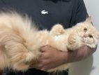 Persian Ginger Male 4 Months Old