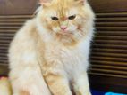 Persian Ginger Male Cat