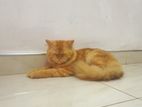 Persian Ginger Male Cat