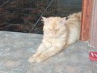 Persian Ginger Male Cat