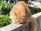 Persian Ginger Male Cat