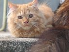 Persian Ginger Male Cat