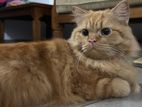 Persian Ginger Cat