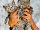 Persian Gray White Eyes Kittens