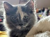 Persian Grey Kitten