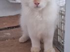 Persian Himalayan British Short Hair