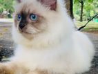 Persian Himalayan Cat