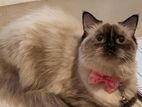 Persian Himalayan Cat