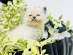 Persian Himalayan Cat