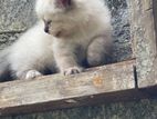 Persian Himalayan Cat
