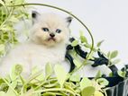 Persian Himalayan cat