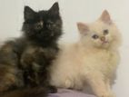 Persian Cats