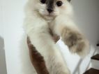 Persian Himalayan cat