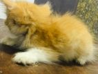 Persian /himalayan Crossed Cat