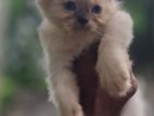 Persian Himalayan Kitten