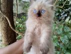 Persian Himalayan kitten