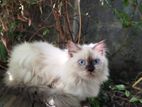 Persian Himalayan Kitten