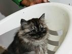 Persian Himalayan Kitten