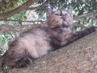 Persian Himalayan Mix Kitten