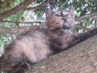 Persian Himalayan Kitten Mix