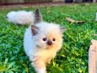 Himalayan Kittens