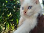 Persian Himalayan Kittens